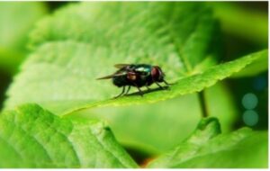 Fly resting on a leaf. 